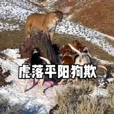 虎落平原被犬欺，古人流传有道理打一个准确生肖仔细释义、解释与落实、构建解答解释落实