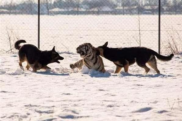 虎落平原被犬欺，古人流传有道理打一个准确生肖仔细释义、解释与落实、构建解答解释落实